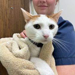 Cuyahoga Falls Veterinary Clinic - Steve, our Turkish Van of 13 years, after receiving care for gastrointestinal distress and dehydration. The staff was so kind to him!