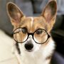 Photo of Your Scottsdale Pet Sitter
