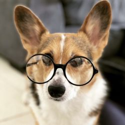 Your Scottsdale Pet Sitter - My sweet corgi Sugar.