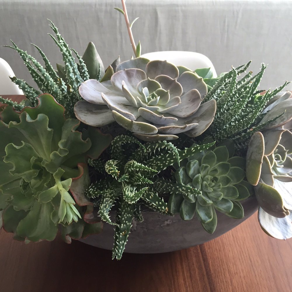 Park Cities Petals - Stunning!! Love love love - Florists Near Me - Dallas, Texas