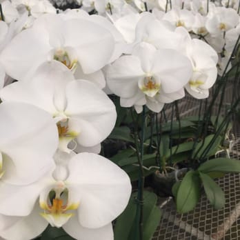 Norman's Orchid Nursery - Nurseries & Gardening Near Me - Montclair, California Norman's Orchid Nursery - Nurseries & Gardening Near Me - Montclair, California