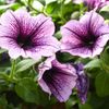 Village Green Nurseries gift card
