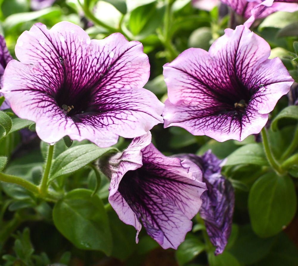 VILLAGE GREEN NURSERIES Updated July 2024 19 Photos 147