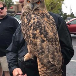 Georgia Mountain Falconry - "Yonah" our spectacular Eurasian Eagle Owl