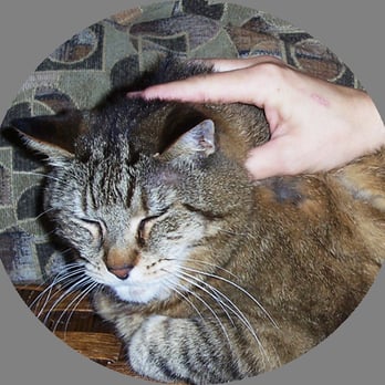 Melt Canine Massage - Cats enjoy massage too. - Pet Services Near Me Melt Canine Massage - Cats enjoy massage too. - Pet Services Near Me