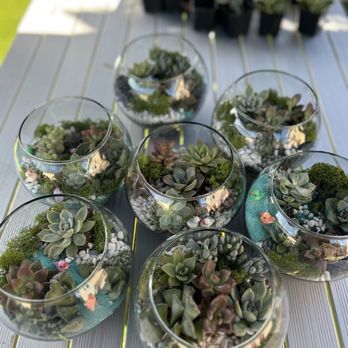 Bloomsgiving - Succulent terrarium workshop - Florists Near Me - Mountain View, California Bloomsgiving - Succulent terrarium workshop - Florists Near Me - Mountain View, California