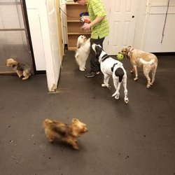 Lisa's Pet Salon