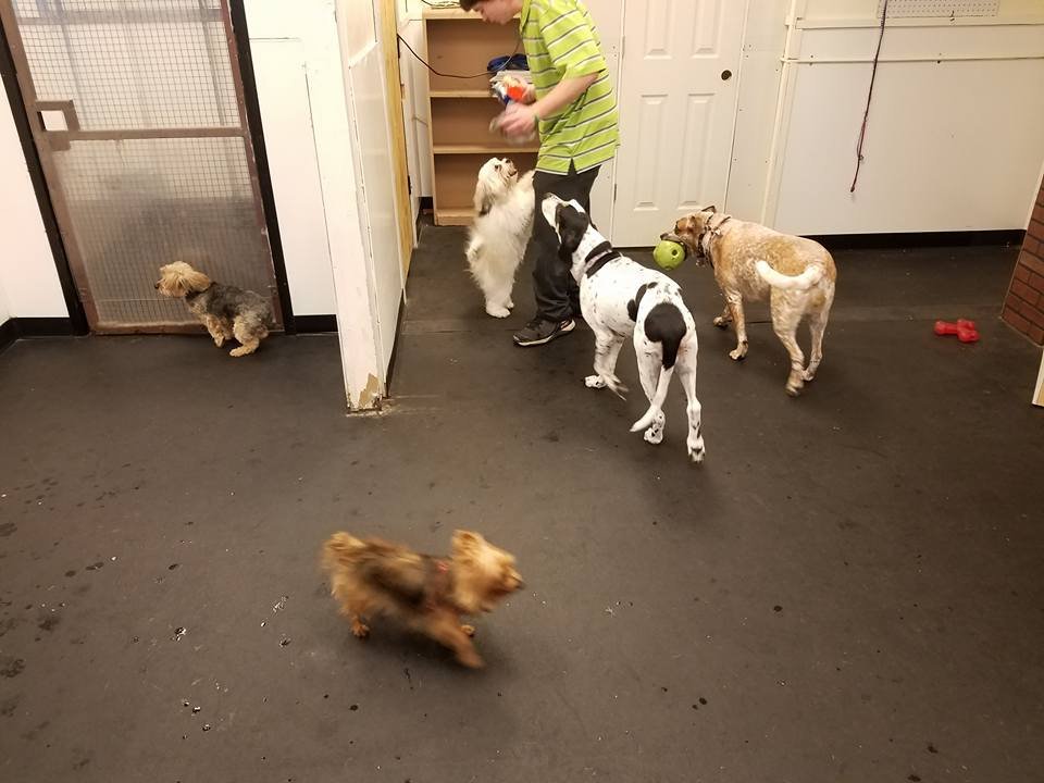 Lisa's Pet Salon - pet boarding facility in Clifton, NJ