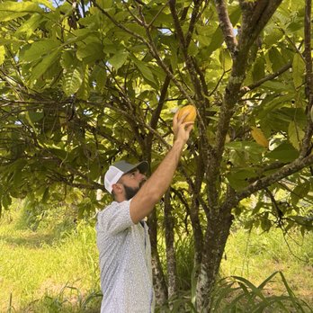 Ono Organic Farms - Picking cacao. My new favorite fruit! - Fruits & Veggies Near Me - Hana, Hawaii