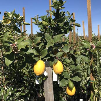 Louie's Nursery - Lemon tree - Nurseries & Gardening Near Me - Riverside, California Louie's Nursery - Lemon tree - Nurseries & Gardening Near Me - Riverside, California