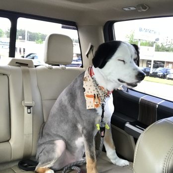 Bubble Tubs For Dogs - my dog after they groomed him - Pet Groomers Near Me - Kennesaw, Georgia Bubble Tubs For Dogs - my dog after they groomed him - Pet Groomers Near Me - Kennesaw, Georgia