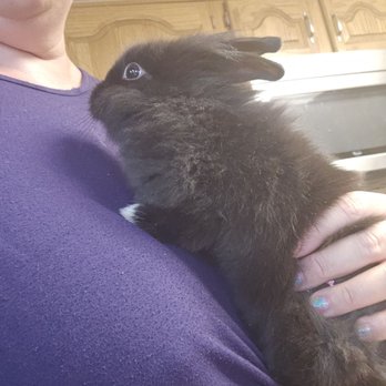 Parker Exotic Pets - Baby bunny - Pet Stores Near Me - Parker, Colorado