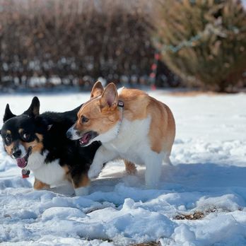 Dog Baths and Beyond - They so happy - Pet Groomers Near Me - Loveland, Colorado Dog Baths and Beyond - They so happy - Pet Groomers Near Me - Loveland, Colorado