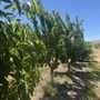Photo of Cherries LA by Tenerelli Orchards