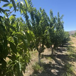 Cherries LA by Tenerelli Orchards - Cherry Trees