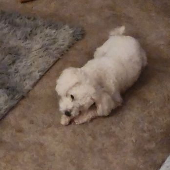 Pet Suite Retreat Too - Cody - Pet Sitting Near Me - Troy, Michigan Pet Suite Retreat Too - Cody - Pet Sitting Near Me - Troy, Michigan