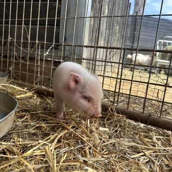 SoCalMiniPigs - Pet Breeders Near Me - Valley Center, California