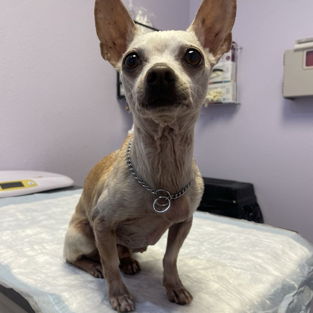 SoCal K9 Clinic - Veterinarians Near Me - Riverside, California SoCal K9 Clinic - Veterinarians Near Me - Riverside, California