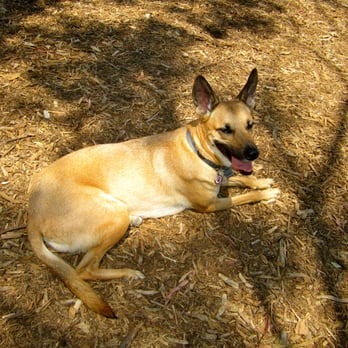 Barrington Dog Park - Dog Parks Near Me - Los Angeles, California Barrington Dog Park - Dog Parks Near Me - Los Angeles, California