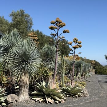 Hudson Napa Valley - Beautiful succulents everywhere - Wine Tours Near Me - Napa, California Hudson Napa Valley - Beautiful succulents everywhere - Wine Tours Near Me - Napa, California