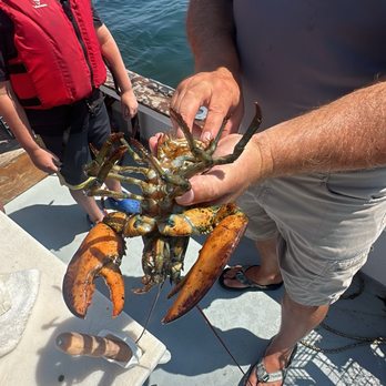 Broad Reach Adventures  - Measuring lobsters we caught - Sailing Near Me - Saco, Maine