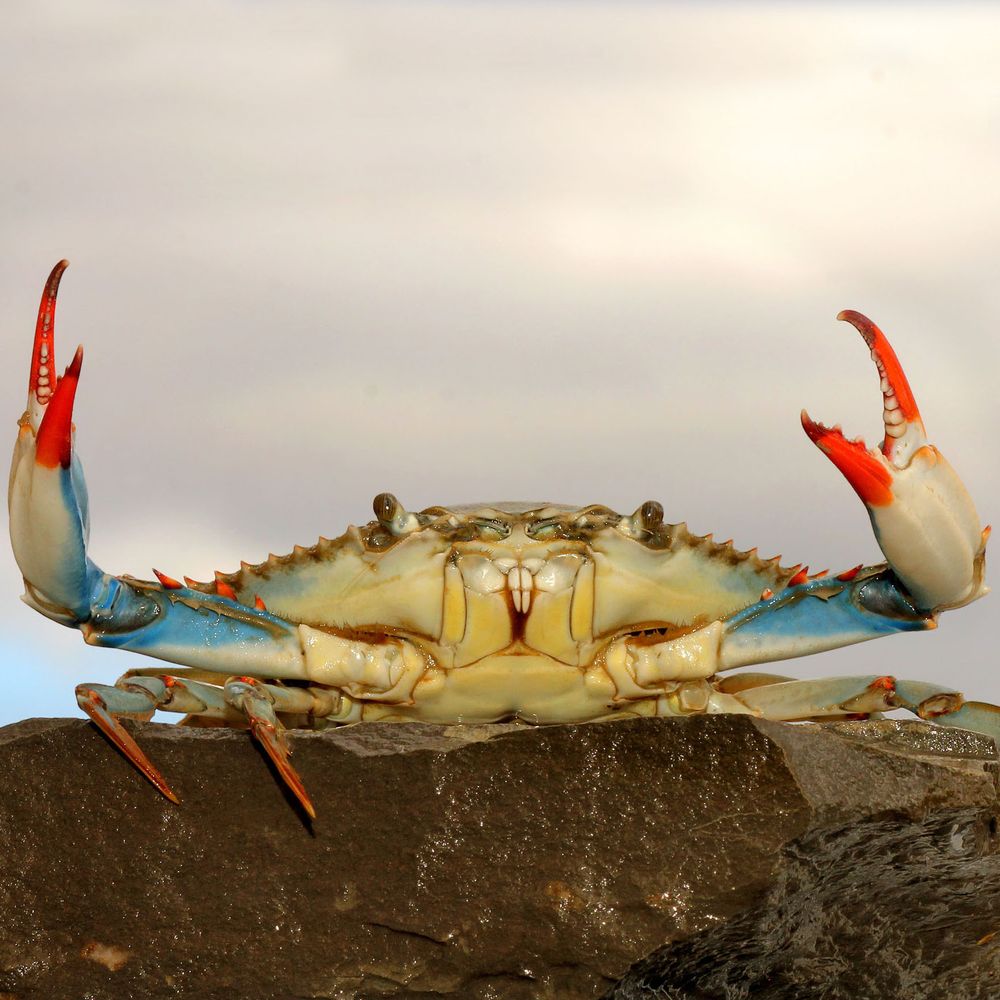 A Shore Venture Logo