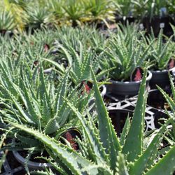 Plantmark Wantirna - Wholesale Plant Nursery