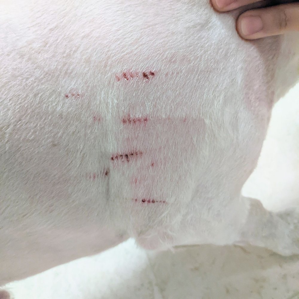 Eco Paw Spa - Accident? - Pet Groomers Near Me Eco Paw Spa - Accident? - Pet Groomers Near Me