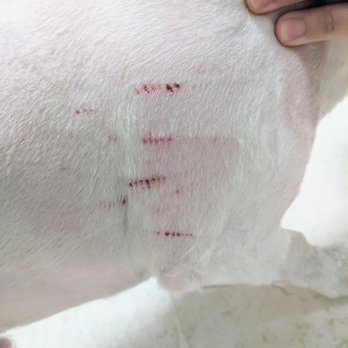 Eco Paw Spa - Accident? - Pet Groomers Near Me