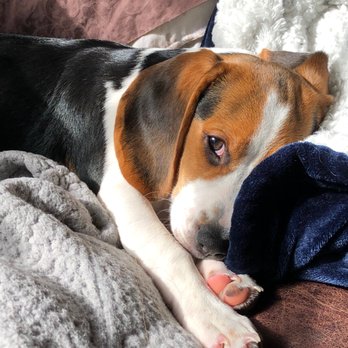 Precious Companions - Sleepy face at 4 or 5 months. - Pet Breeders Near Me