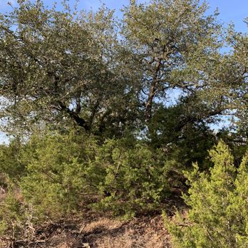 Hill Country Land Prep - Before - Tree Services Near Me Hill Country Land Prep - Before - Tree Services Near Me