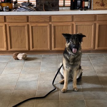 Loyal K-9 - Pet Training Near Me Loyal K-9 - Pet Training Near Me