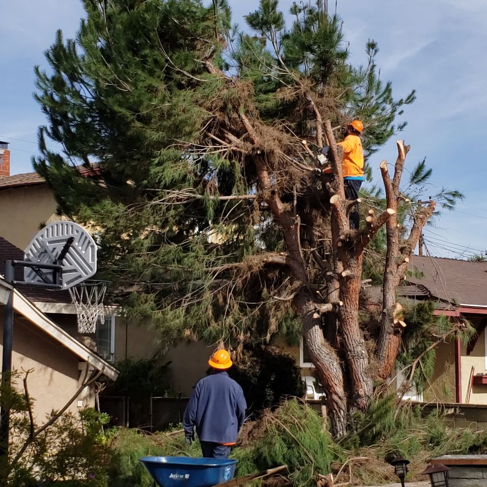 Top Unit Tree Service - During - Tree Services Near Me - Norwalk, California Top Unit Tree Service - During - Tree Services Near Me - Norwalk, California
