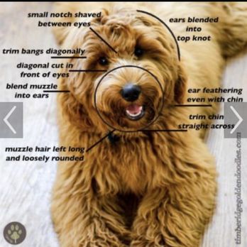Petco - Please train your staff on how to trim the face - Pet Stores Near Me - San Francisco, California Petco - Please train your staff on how to trim the face - Pet Stores Near Me - San Francisco, California