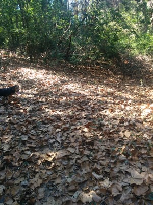 Peckinpaugh Preserve