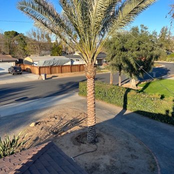 Alw Enterprises - Here I am on my stilts: my palms just about 1 year later... - Nurseries & Gardening Near Me - Fresno, California Alw Enterprises - Here I am on my stilts: my palms just about 1 year later... - Nurseries & Gardening Near Me - Fresno, California