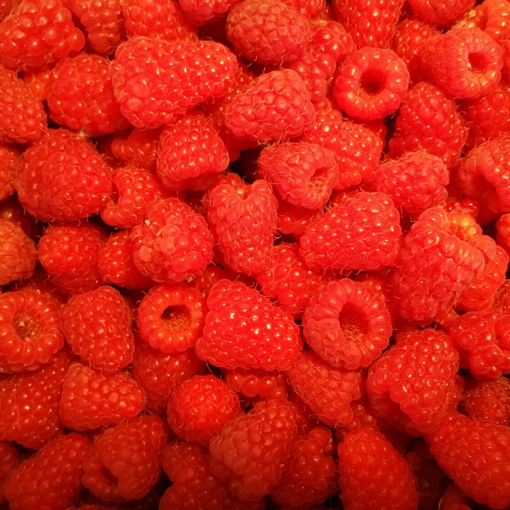 Harvold Berry Farm - Pick Your Own Farms Near Me - Carnation, Washington