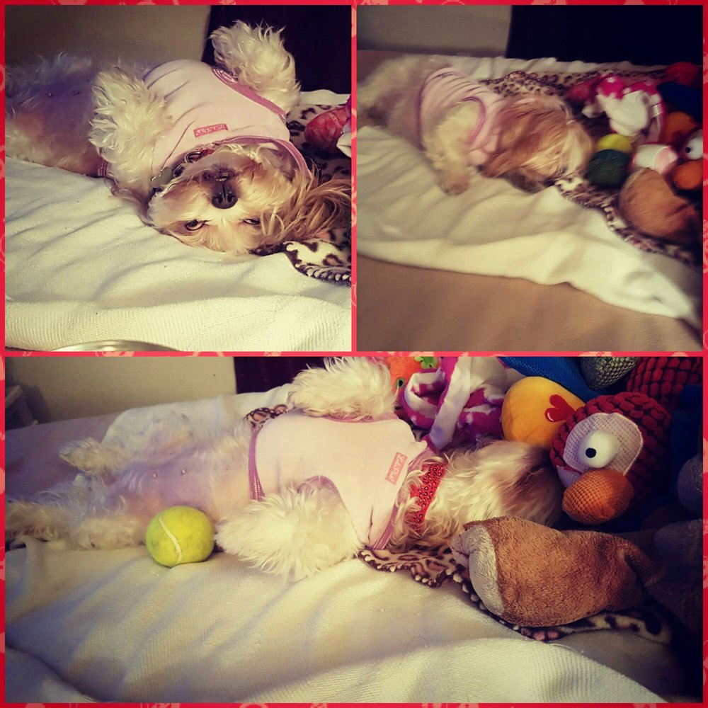 PetSmart - Pet Stores Near Me - Plano, Texas PetSmart - Pet Stores Near Me - Plano, Texas