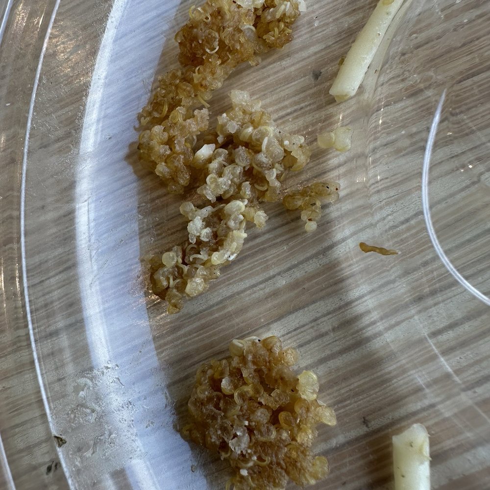 Dried quinoa Dried quinoa