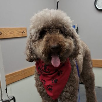 Alpha Dog Grooming - Pet Groomers Near Me Alpha Dog Grooming - Pet Groomers Near Me