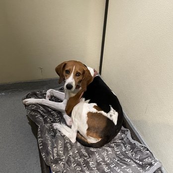 Priceless Pet Rescue - Costa Mesa - Margo :) - Pet Adoption Near Me - Costa Mesa, California Priceless Pet Rescue - Costa Mesa - Margo :) - Pet Adoption Near Me - Costa Mesa, California