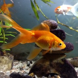 Goldfish... Goldfish...