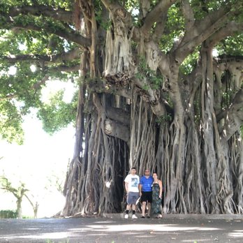 Ford Island - A HUGE Banyan Tree on Ford Island. - Landmarks & Historical Buildings Near Me - Honolulu, Hawaii Ford Island - A HUGE Banyan Tree on Ford Island. - Landmarks & Historical Buildings Near Me - Honolulu, Hawaii