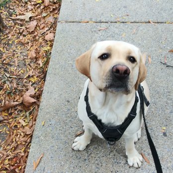 Tom's Dog Training - Pet Training Near Me - Bethesda, Maryland Tom's Dog Training - Pet Training Near Me - Bethesda, Maryland