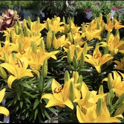 Brochu Nursery and Landscaping