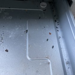 McKee Properties - Rat poop from a rat living under my stove drawer.