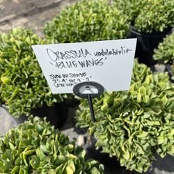 Aki Nursery
