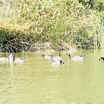 Spring Lake Regional Park - Canadian geese - Parks Near Me - Santa Rosa, California Spring Lake Regional Park - Canadian geese - Parks Near Me - Santa Rosa, California