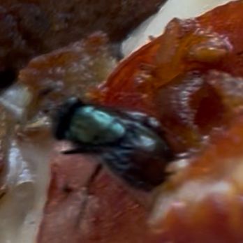 Falafel Fremont - Fly cooked into pizza - Middle Eastern Near Me - Fremont, California Falafel Fremont - Fly cooked into pizza - Middle Eastern Near Me - Fremont, California