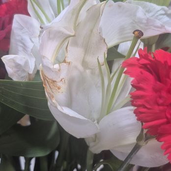 Rosebud Studio Florist - Florists Near Me - Jersey City, New Jersey Rosebud Studio Florist - Florists Near Me - Jersey City, New Jersey